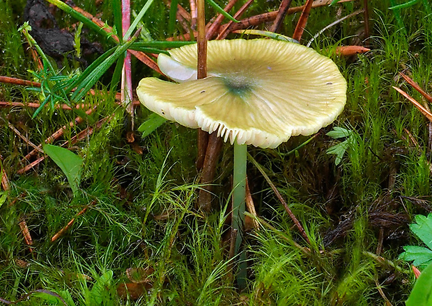 hodvábnica zelenohlúbiková Entoloma incanum (Fr.) Hesler