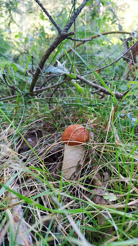 kozák smrekový Leccinum piceinum Pilát & Dermek