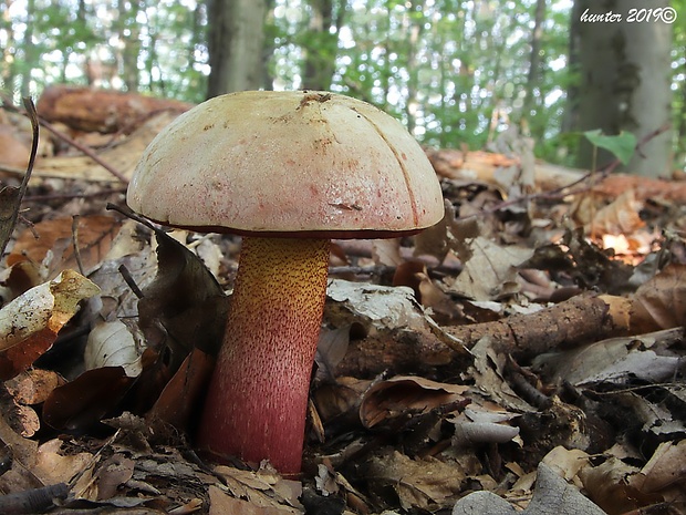 hríb purpurový Rubroboletus rhodoxanthus Kuan Zhao &amp; Zhu L. Yang