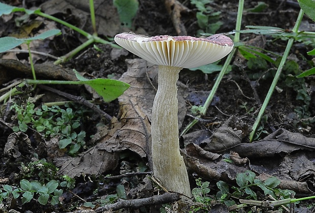 plávka jelšová Russula pumila Rouzeau & F. Massart