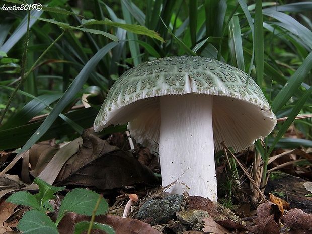 plávka zelenkastá Russula virescens (Schaeff.) Fr.