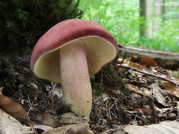 čírovec červenožltý Tricholomopsis rutilans (Schaeff.) Singer