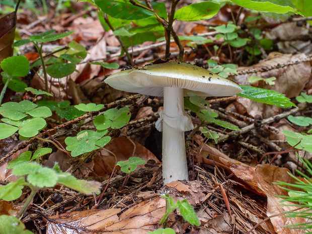 muchotrávka zelená Amanita phalloides (Vaill. ex Fr.) Link