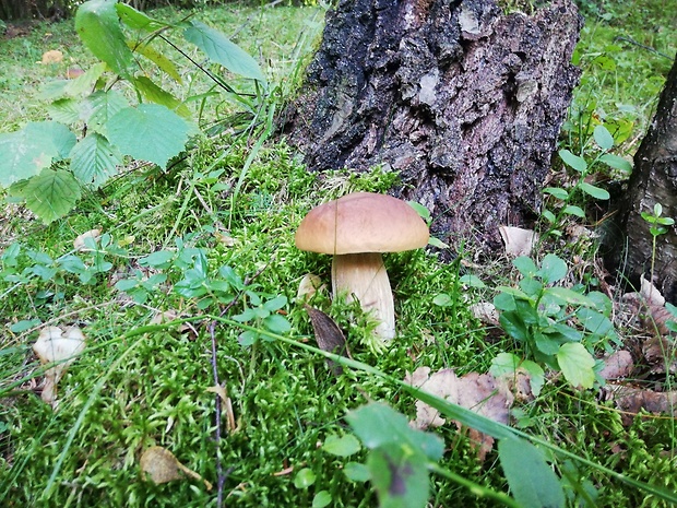 hríb smrekový Boletus edulis Bull.