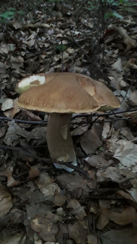 hríb dubový Boletus reticulatus Schaeff.