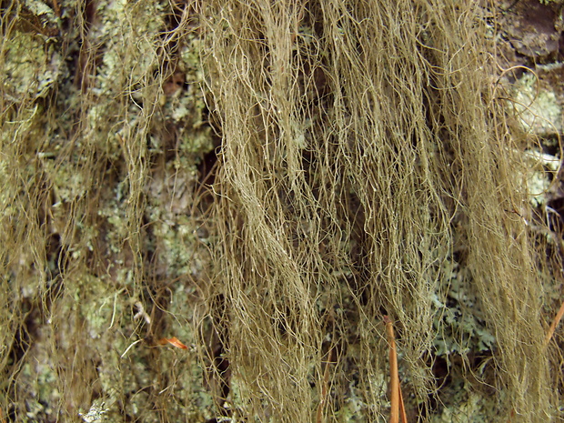 fúzatec hrivnatý Bryoria fuscescens var. fuscescens (Gyeln.) Brodo & D. Hawksw.