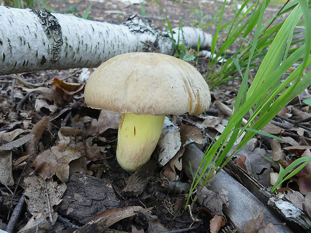 hríb striebristý Butyriboletus fechtneri (Velen.) D. Arora & J.L. Frank