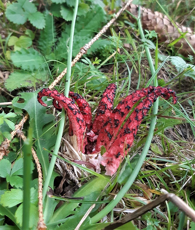 mrežovka kvetovitá Clathrus archeri (Berk.) Dring