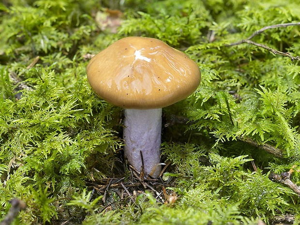 pavučinovec zanorený Cortinarius stillatitius Fr.