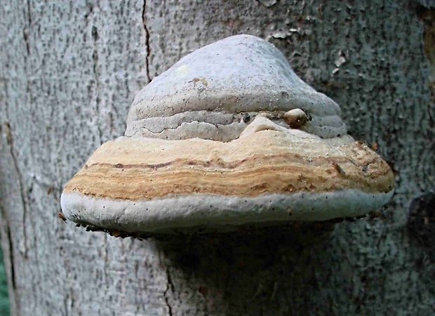 práchnovec kopytovitý Fomes fomentarius (L.) J.J. Kickx