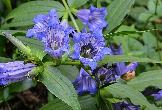 horec luskáčovitý Gentiana asclepiadea L.