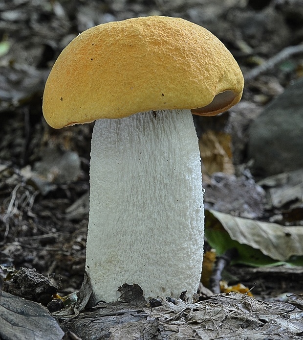 kozák Leccinum sp.