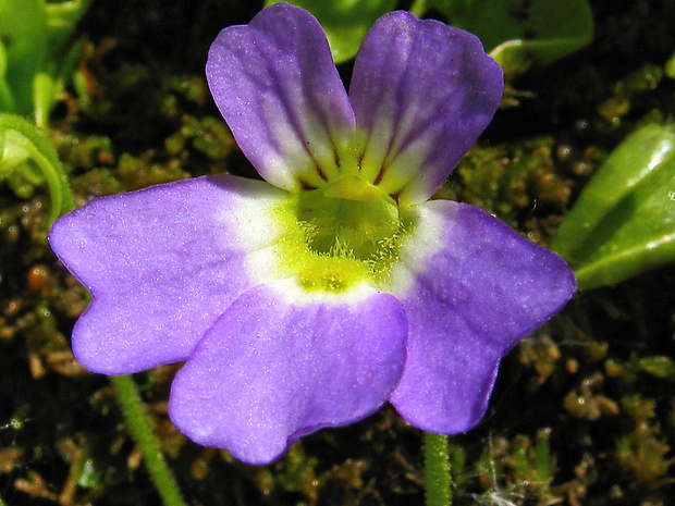 tučnica Pinguicula crystallina subsp. hirtiflora (Ten.) Strid