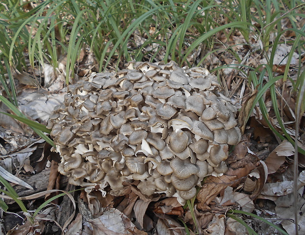 trúdnik klobúčkatý Polyporus umbellatus (Pers.) Fr.