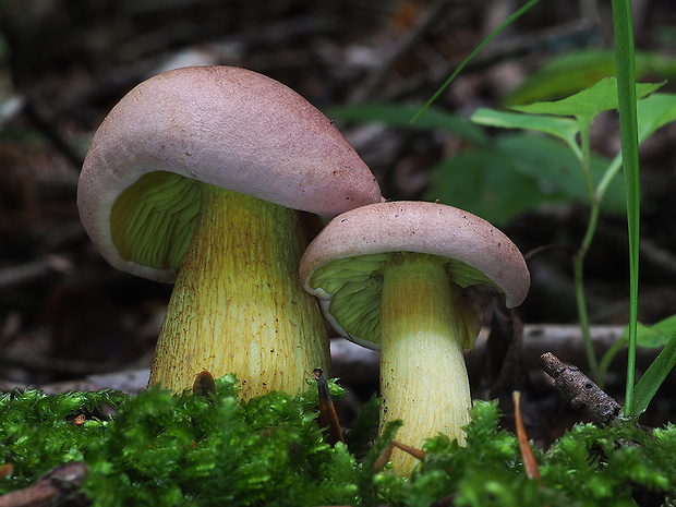 čírovka ružovohnedá Tricholoma bufonium (Pers.) Gillet