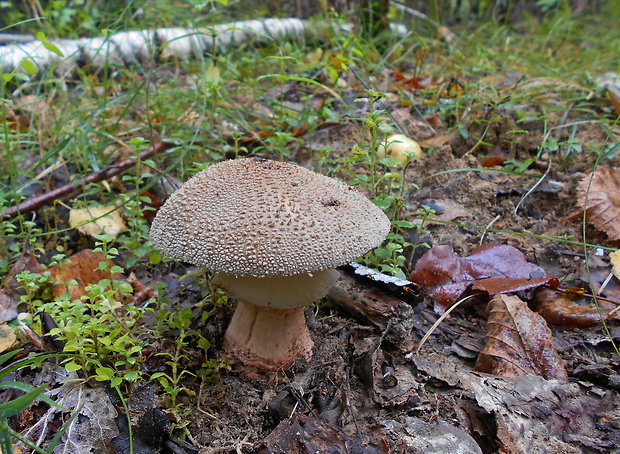 muchotrávka červenkastá Amanita rubescens Pers.