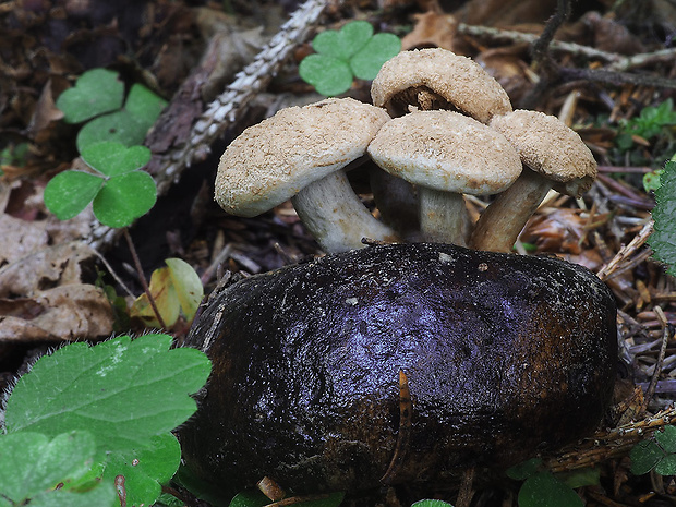 príživnica prášnicovitá Asterophora lycoperdoides (Bull.) Ditmar