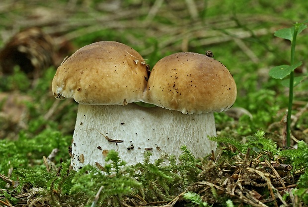 hríb smrekový Boletus edulis Bull.