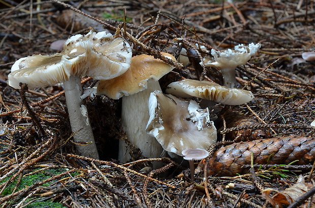 hríb smrekový Boletus edulis Bull.