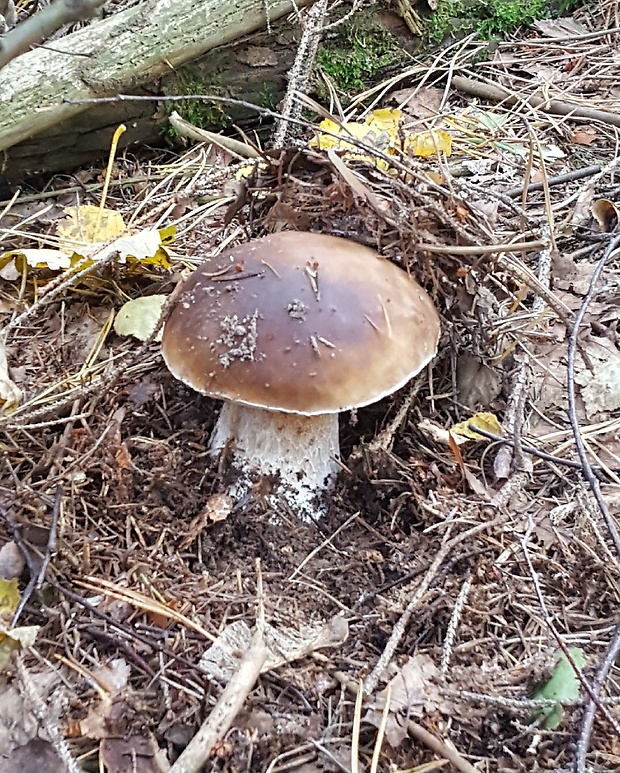 hríb smrekový Boletus edulis Bull.