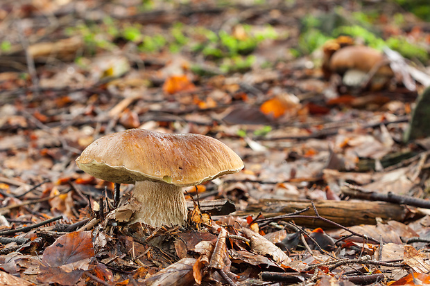 hríb smrekový Boletus edulis Bull.