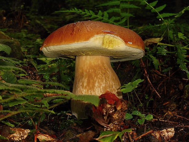 hríb smrekový Boletus edulis Bull.