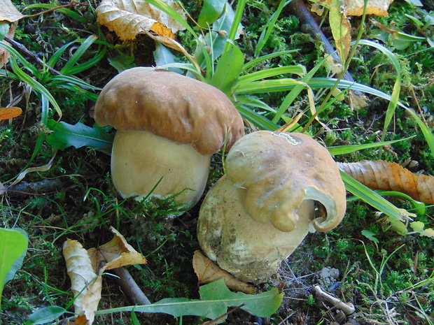 hríb dubový Boletus reticulatus Schaeff.