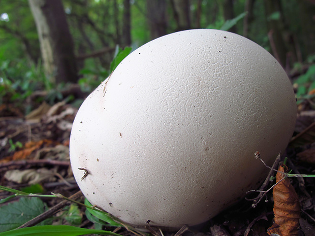 vatovec obrovský Calvatia gigantea (Batsch) Lloyd