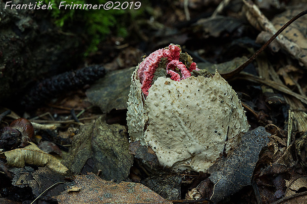 mrežovka kvetovitá Clathrus archeri (Berk.) Dring