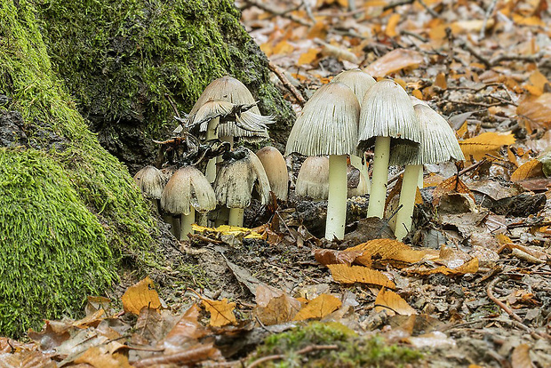 hnojník atramentový Coprinopsis cf. atramentaria (Bull.) Redhead, Vilgalys & Moncalvo