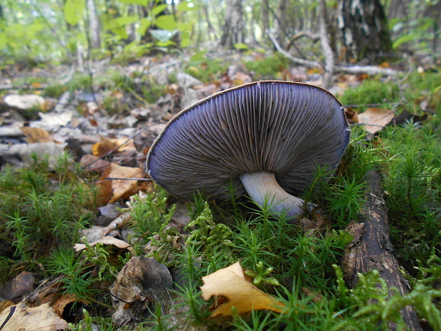 pavučinovec Cortinarius sp.