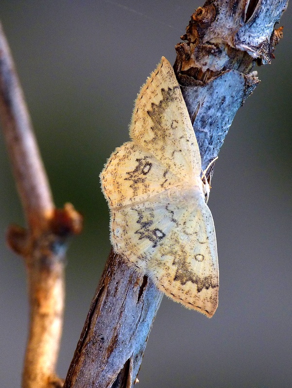 piadica javorová Cyclophora annularia