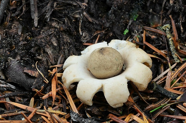 hviezdovka strapkatá Geastrum fimbriatum Fr.