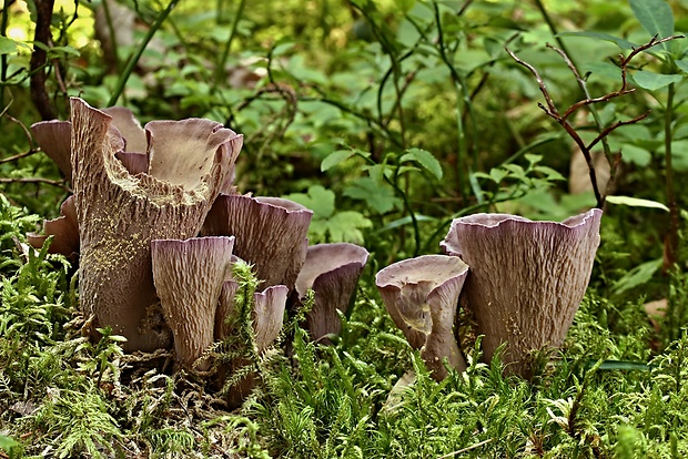 lievikovec kyjakovitý Gomphus clavatus (Pers.) Gray