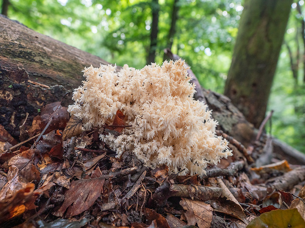 koralovec bukový Hericium coralloides (Scop.) Pers.