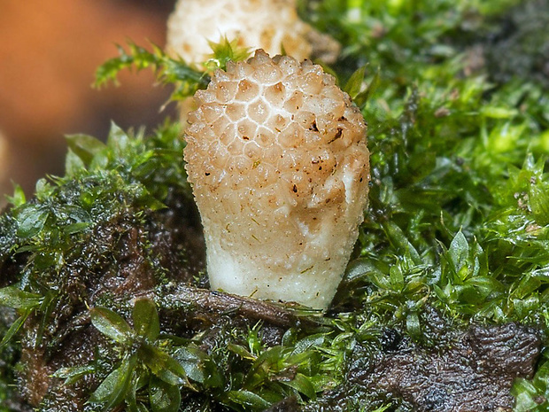 prášnica hruškovitá Lycoperdon pyriforme Schaeff.