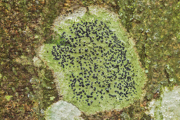Megalaria grossa (Pers. ex Nyl.) Hafellner