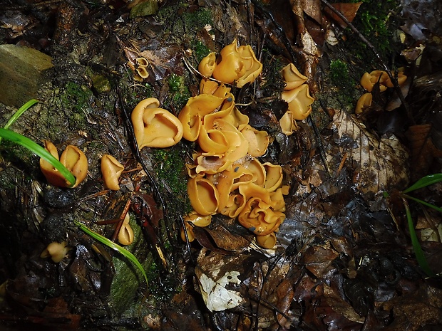 uško Otidea adorniae Agnello, M.Carbone & P.Alvarado