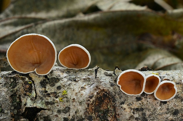 škľabka plstnatá Schizophyllum amplum (Lév.) Nakasone