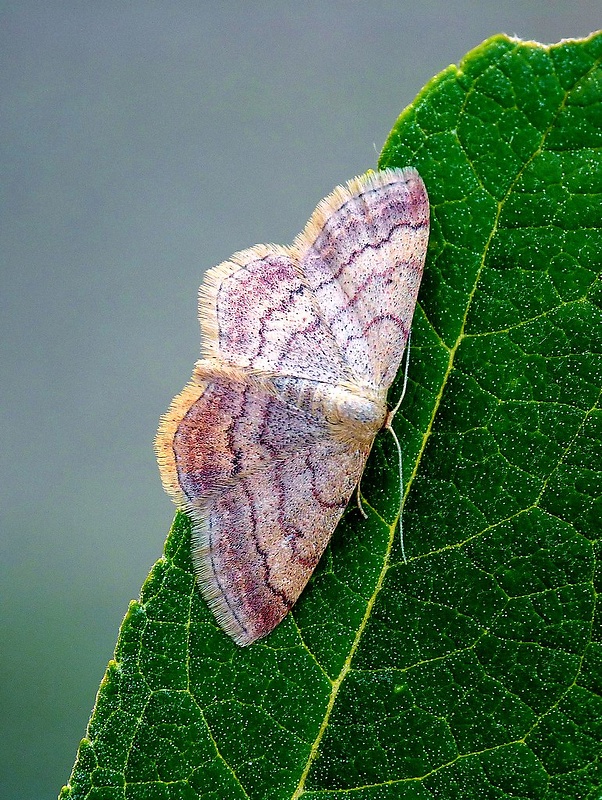 piadica nachová Scopula rubiginata