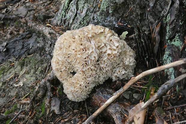 kučierka veľká Sparassis crispa (Wulfen) Fr.