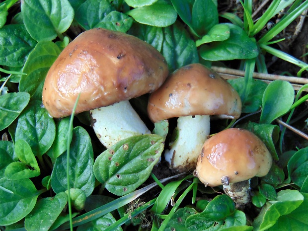 masliak zrnitý Suillus granulatus (L.) Roussel