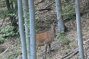 jelen lesný