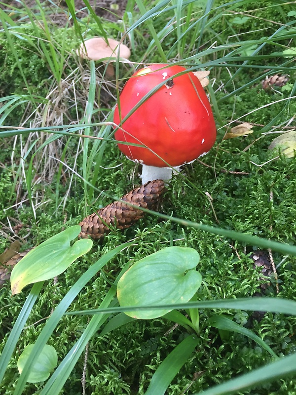 muchotrávka červená Amanita muscaria (L.) Lam.