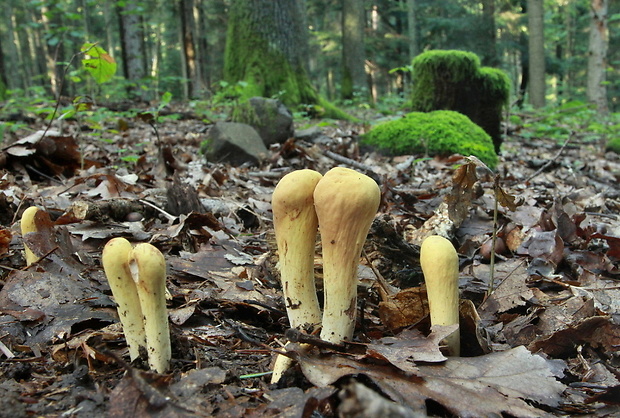 kyjak obrovský Clavariadelphus pistillaris (Fr.) Donk