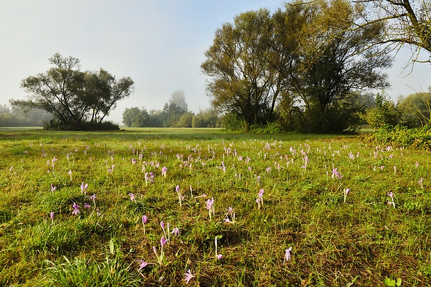 na lúke Colchicum autumnale L.