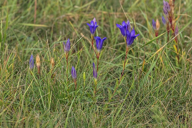 horec pľúcny Gentiana pneumonanthe L.