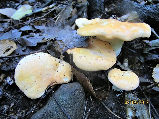 jelenka poprehýbaná Hydnum repandum L.