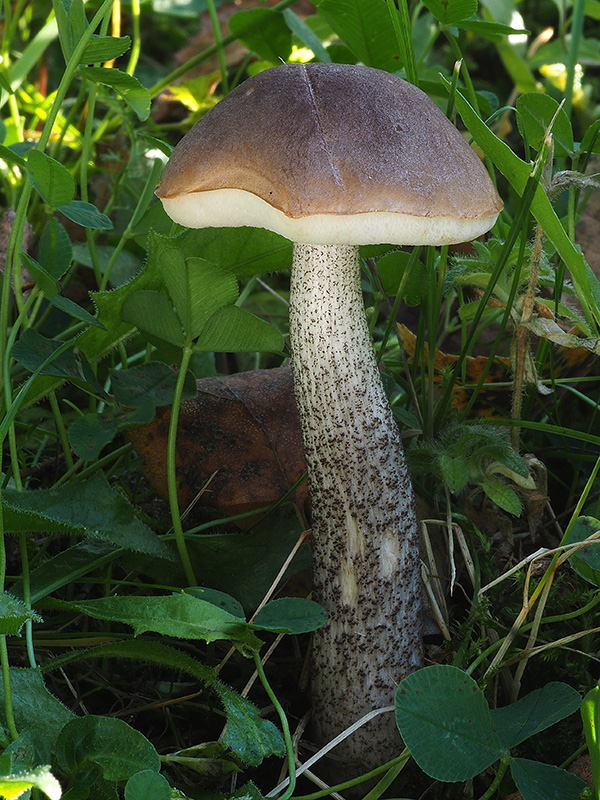 kozák sivohnedý Leccinum cyaneobasileucum Lannoy & Estadès