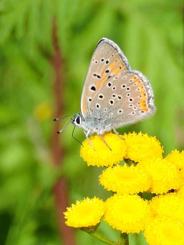 ohniváčik štiavový  Lycaena hippothoe